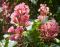 Blüten in Nahaufnahme ein gesterntes Foto von Waldgeist