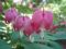 Der romantischste Frühlingsblüher der Gartenwelt ein gesterntes Foto von 