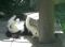 Verstecken spielen ...! ein gesterntes Foto von 