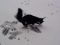 ABC, die Katze lief im Schnee ein gesterntes Foto von 