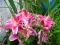 Lilien ein gesterntes Foto von 