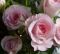 Rosen im zartesten Rosa ein gesterntes Foto von Waldgeist