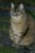 Unser Katzenmami ein gesterntes Foto von 