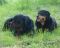 Amon und Betty ein gesterntes Foto von 