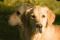 Fellina und Willow - meine Herzhunde ein gesterntes Foto von 
