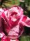 Rose rosa/weiss ein gesterntes Foto von 