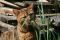 Bengalkatze Lilly ein gesterntes Foto von 