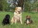 Foto von , Kategorie Freunde Hundetreff mit Lana