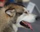 Alaskan Malamute bei einer Hundeshow in Katowice in Polen