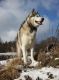 Foto von , Kategorie Abenteuer Ein Schlittenhund in den Bergen