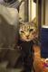Foto von , Kategorie versteckt Lilly