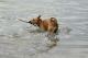 Foto von , Kategorie Steckerl im Wasser
