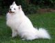 Foto von , Kategorie hübsch Ein braver Eskimohund im Garten