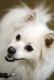 Foto von , Kategorie hübsch Ein süsses Portrait eines amerikanischen Eskimohundes