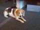 Foto von , Kategorie brav Lucky, der bravste Beagle Bayerns