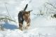 Foto von , Kategorie Schnee Attacke