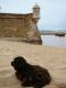 Wasserhund am Strand