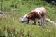 Eine clevere Kuh geht weiter fürs frische Gras
