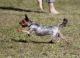 Foto von , Kategorie sportlich Kleiner Yorkshire Terrier am Minihofbräuhaus
