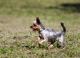 Foto von , Kategorie süss Kleiner Yorkshire Terrier am Minihofbräuhaus