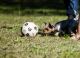 Foto von , Kategorie Ball Kleiner Yorkshire Terrier am Minihofbräuhaus