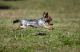 Foto von , Kategorie sportlich Flotter Yorkshire Terrier am Minihofbräuhaus