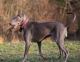 Foto von , Kategorie Model Weimaraner im Englischen Garten - Minihofbräuhaus