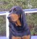 Foto von , Kategorie süss Süßer Bloodhound