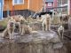 Foto von , Kategorie Freunde Ein ganzes Rudel Grönlandhunde