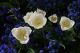 Weisse Tulpen umgeben von blauen Freunden