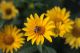 Foto von , Kategorie Biene / Hummel Bienchen an Sonnenrad
