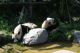 Lümmelnde Pandabären bei Kaiserwetter