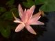 Foto von , Kategorie Pflanzen Lotus 
