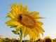 Foto von , Kategorie Farbe leuchtend Sunflower