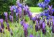 Akelei und Lavendel im Park