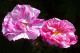 Foto von , Kategorie Nahaufnahme Rosen in meinem Garten