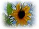 Foto von , Kategorie Nahaufnahme Sonnenblume