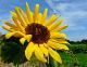Foto von , Kategorie Nahaufnahme Sonnenblume