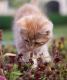 Foto von , Kategorie Baby Blumenschnüffler