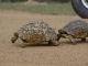 Zwei Schildkröten die es eilig haben...