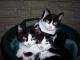 Foto von , Kategorie Körbchen "Katzenhaufen" gemütlich zusammengekuschelt