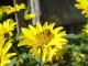 Foto von , Kategorie Biene / Hummel Das fleißige Bienchen
