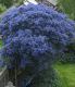 Blaue Pracht