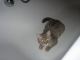 Merlin in der Badewanne