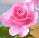 Foto von , Kategorie Farbe leuchtend Noch eine Rose von meinem Garten