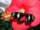 Foto von , Kategorie Schmetterling Blumi mit schmetterling