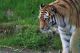 Dieser Tiger holt sich einen Schluck Wasser