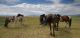 Unsere tapferen mongolischen Pferde
