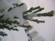 Foto von , Kategorie Schnee Tannenbaum mit schnee