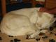 Foto von , Kategorie müde Frosty nach ihrem ersten Einsatz als Schlittenhund